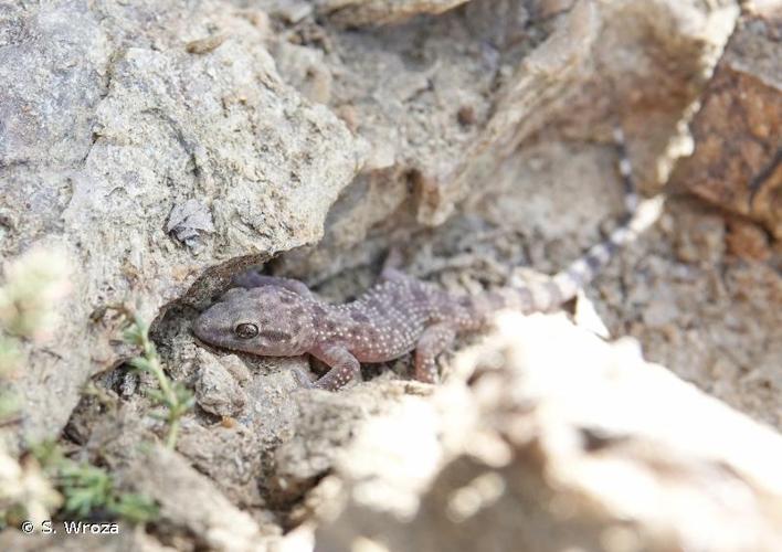 <i>Hemidactylus turcicus turcicus</i> (Linnaeus, 1758) © S. Wroza