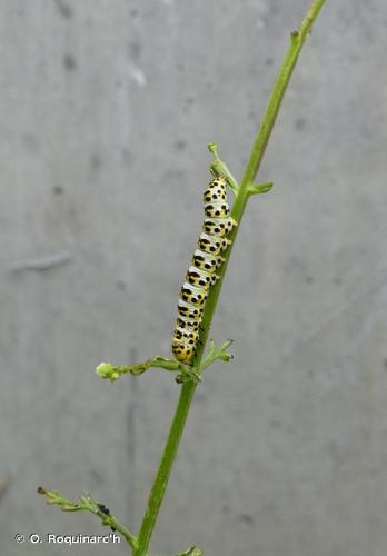 <i>Cucullia scrophulariae</i> (Denis & Schiffermüller, 1775) © O. Roquinarc'h