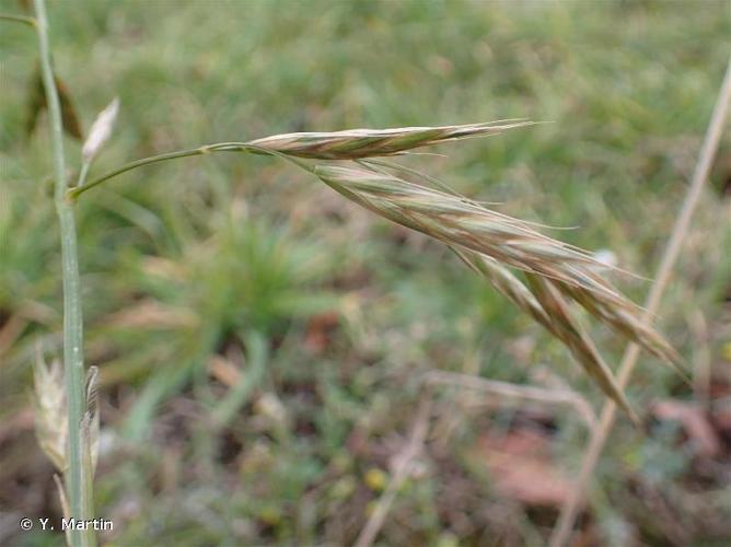 <i>Ceratochloa sitchensis</i> (Trin.) Cope & Ryves, 1996 © Y. Martin