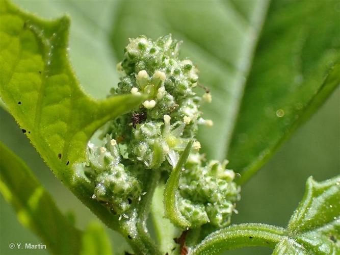 <i>Chenopodiastrum hybridum</i> (L.) S.Fuentes, Uotila & Borsch, 2012 © 