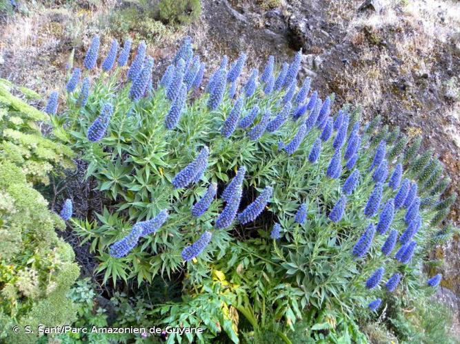 <i>Echium candicans</i> L.f., 1782 © S. Sant/Parc Amazonien de Guyane