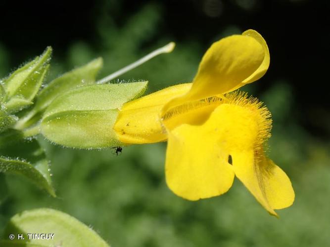 <i>Erythranthe guttata</i> (Fisch. ex DC.) G.L.Nesom, 2012 © H. TINGUY