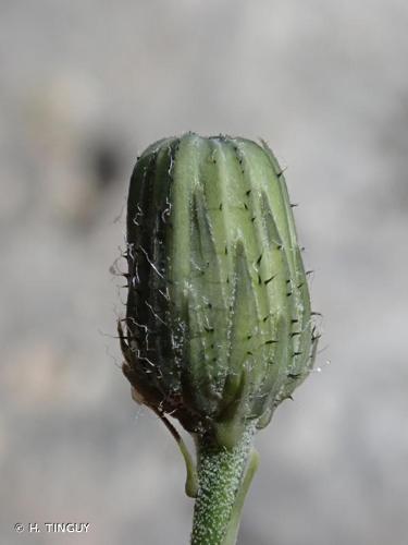 <i>Hieracium schenkii</i> (Griseb.) Schljakov, 1989 © H. TINGUY