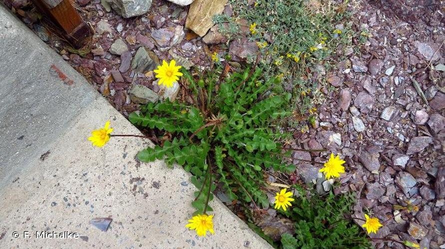 <i>Hyoseris taurina</i> (Pamp.) Martinoli, 1953 © F. Michalke