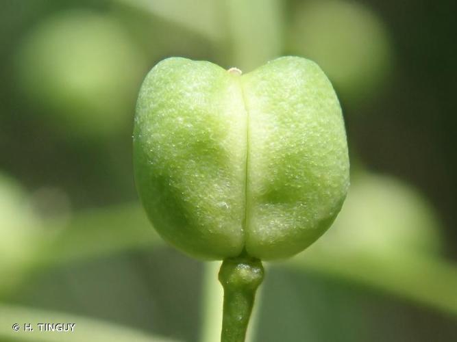 <i>Ionopsidium glastifolium</i> (L.) M.Koch, 2012 © H. TINGUY