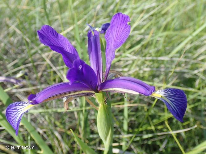 <i>Iris reichenbachiana</i> Klatt, 1866 © H. TINGUY