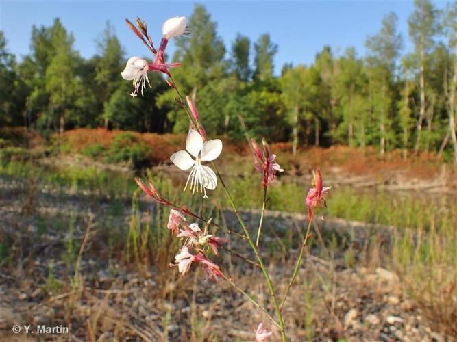 <i>Oenothera lindheimeri</i> (Engelm. & A.Gray) W.L.Wagner & Hoch, 2007 © 