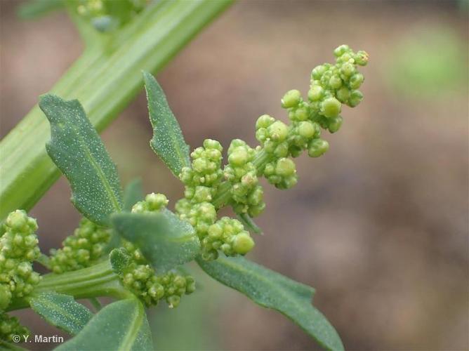 <i>Oxybasis glauca</i> (L.) S.Fuentes, Uotila & Borsch, 2012 © 