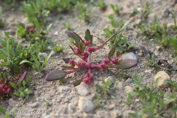 <i>Oxybasis rubra</i> (L.) S.Fuentes, Uotila & Borsch, 2012 © E. VALLEZ / CBNSA