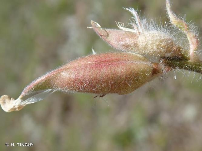 <i>Oxytropis xerophila</i> Gutermann, 2006 © H. TINGUY