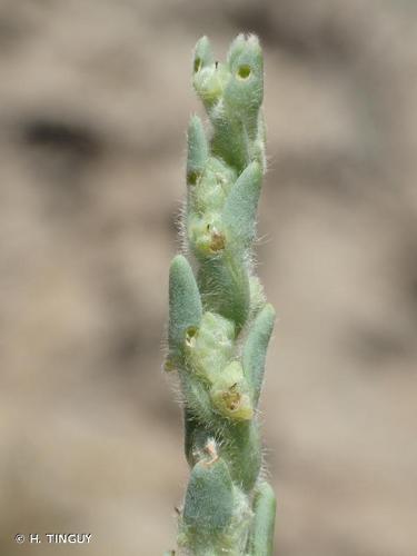 <i>Spirobassia hirsuta</i> (L.) Freitag & G.Kadereit, 2011 © H. TINGUY