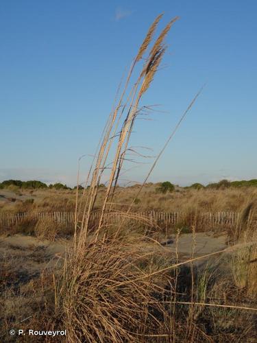 <i>Tripidium ravennae</i> (L.) H.Scholz, 2006 © P. Rouveyrol