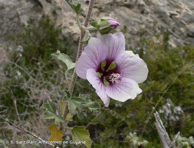 <i>Malva subovata</i> (DC.) Molero & J.M.Monts., 2005 © S. Sant/Parc Amazonien de Guyane