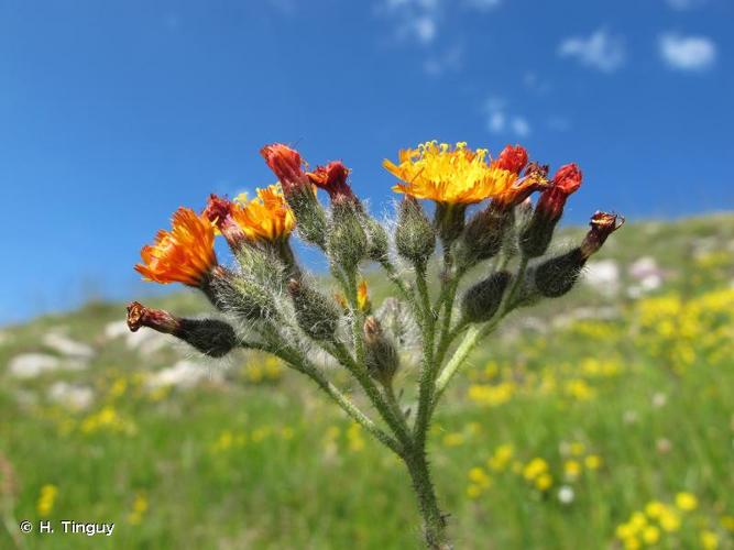 <i>Pilosella guthnickiana</i> (Hegetschw. & Heer) Soják, 1972 © H. Tinguy