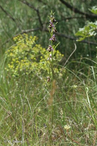 <i>Ophrys fuciflora </i>subsp.<i> montiliensis</i> Aubenas & Scappat., 2012 © O. Debré