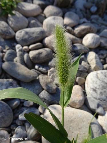 <i>Setaria italica </i>subsp.<i> viridis</i> (L.) Thell., 1912 © P. Rouveyrol