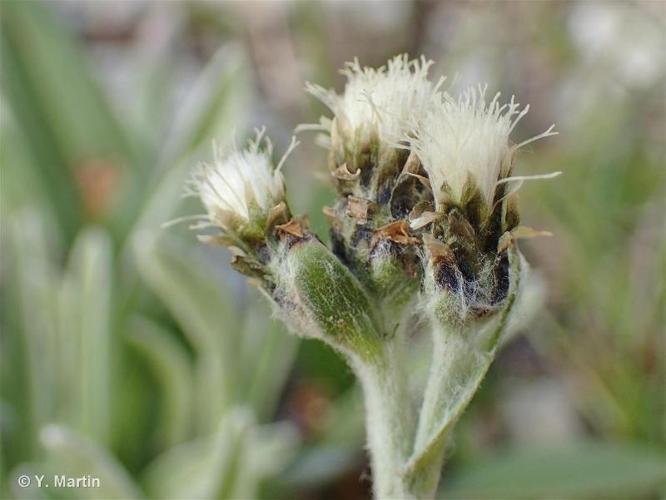 <i>Antennaria carpatica </i>subsp.<i> helvetica</i> (Chrtek & Pouzar) Chrtek & Pouzar, 1985 © 