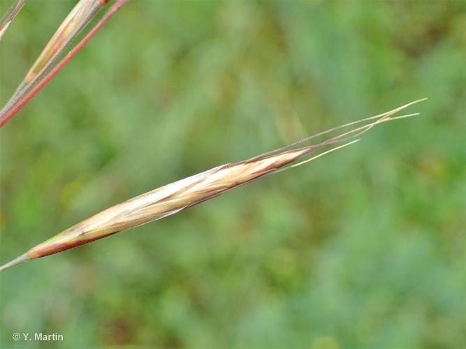 <i>Helictochloa pratensis </i>(L.) Romero Zarco, 2011 subsp.<i> pratensis</i> © 
