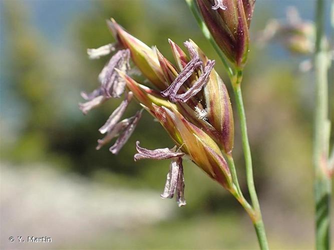 <i>Patzkea paniculata </i>(L.) G.H.Loos, 2010 subsp.<i> paniculata</i> © Y. Martin