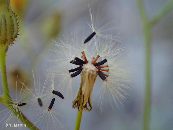 <i>Pilosella piloselloides </i>(Vill.) Soják, 1971 subsp.<i> piloselloides</i> © 