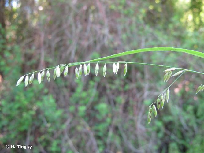 <i>Melica minuta </i>var.<i> latifolia</i> Coss., 1849 © H. Tinguy