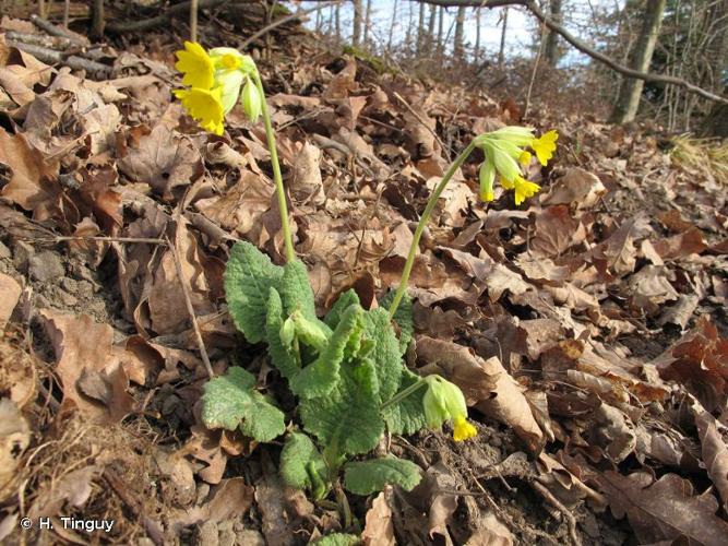 <i>Primula veris </i>var.<i> columnae</i> (Ten.) B.Bock, 2012 © H. Tinguy