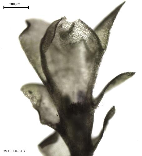 <i>Solenostoma obovatum</i> (Nees) C.Massal., 1903 © H. TINGUY