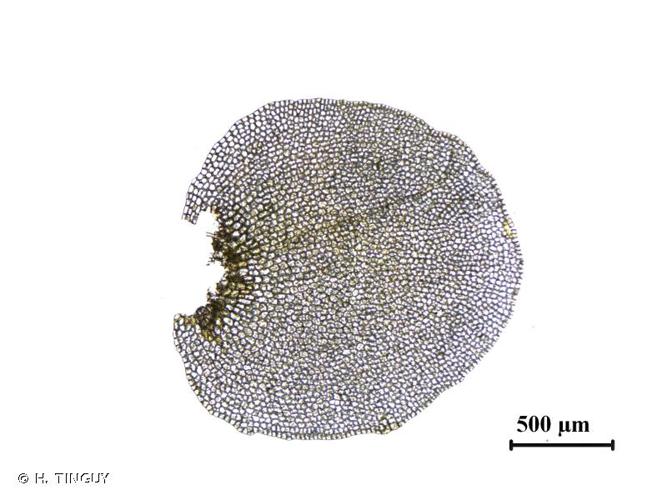 <i>Solenostoma sphaerocarpum</i> (Hook.) Steph., 1901 © H. TINGUY