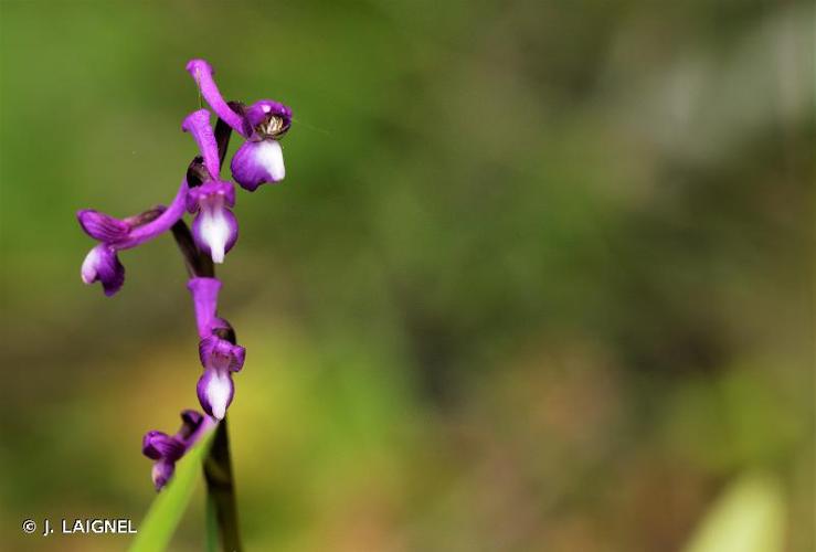 <i>Anacamptis morio </i>subsp.<i> champagneuxii</i> (Barnéoud) H.Kretzschmar, Eccarius & H.Dietr., 2007 © J. LAIGNEL