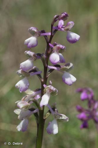 <i>Anacamptis morio </i>(L.) R.M.Bateman, Pridgeon & M.W.Chase, 1997 subsp.<i> morio</i> © O. Debré