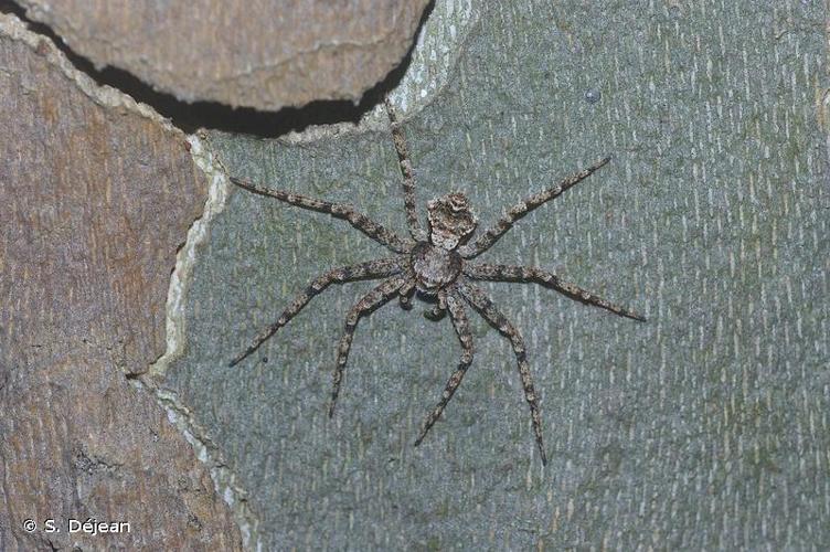 <i>Philodromus pinetorum</i> Muster, 2009 © S. Déjean