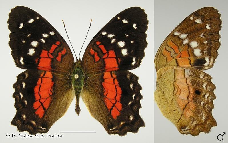 <i>Anartia amathea</i> (Linnaeus, 1758) © P. Collet & E. Poirier