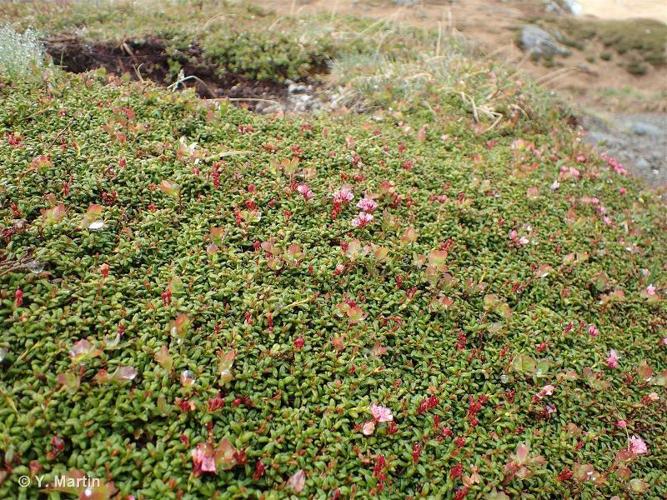 <i>Kalmia procumbens</i> (L.) Gift, Kron & P.F.Stevens ex Galasso, Banfi & F.Conti, 2005 © 