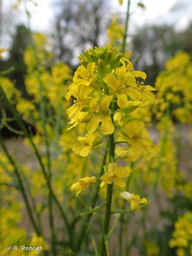 <i>Barbarea vulgaris</i> W.T.Aiton, 1812 © R. Poncet