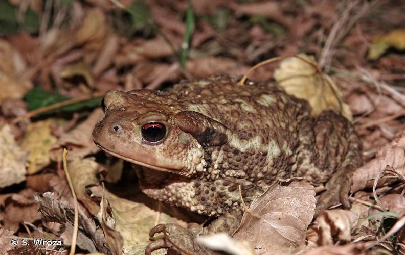 <i>Bufo spinosus</i> (Daudin, 1803) © S. Wroza