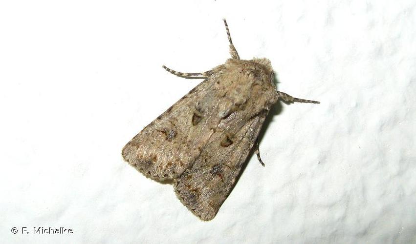 <i>Anarta sodae</i> (Rambur, 1829) © F. Michalke