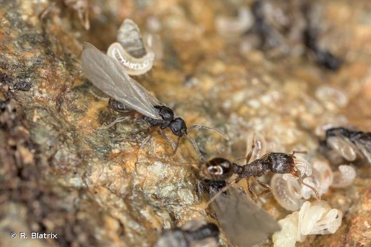 <i>Tetramorium atratulum</i> (Schenck, 1852) © R. Blatrix