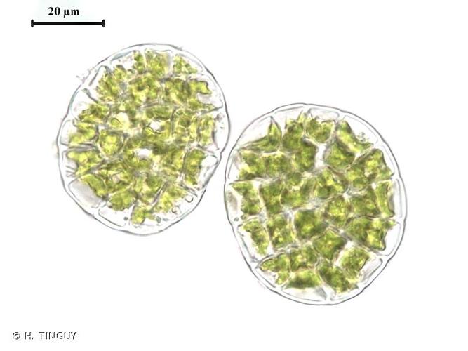 <i>Myriocoleopsis minutissima </i>(Sm.) R.L.Zhu, Y.Yu & Pócs, 2014 subsp.<i> minutissima</i> © H. TINGUY