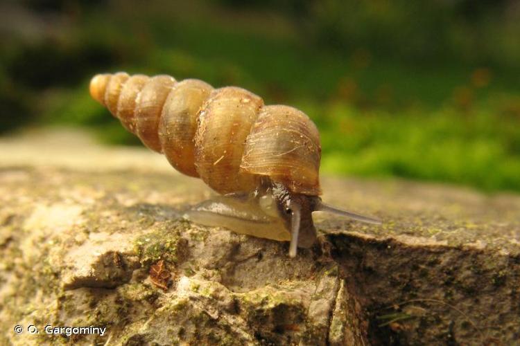 <i>Obscurella aprica</i> (Mousson, 1847) © O. Gargominy