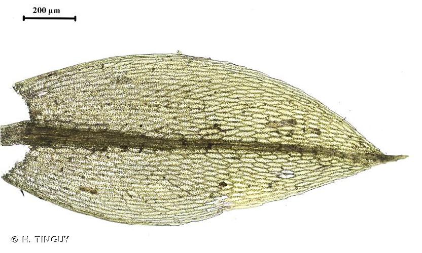 <i>Ptychostomum rubens</i> (Mitt.) Holyoak & N.Pedersen, 2007 © H. TINGUY