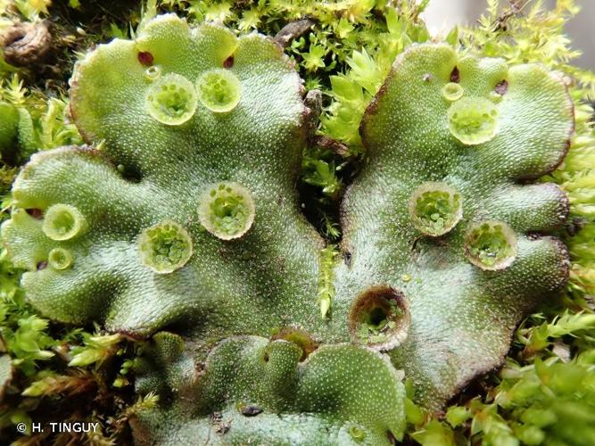 <i>Marchantia polymorpha </i>subsp.<i> montivagans</i> Bischl. & Boissel.-Dub., 1991 © H. TINGUY