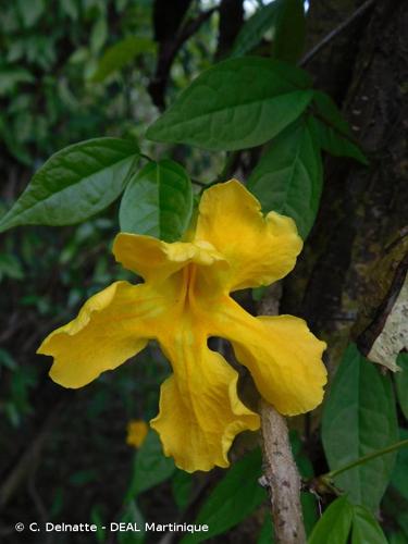 <i>Dolichandra unguis-cati</i> (L.) L.G.Lohmann, 2008 © C. Delnatte - DEAL Martinique