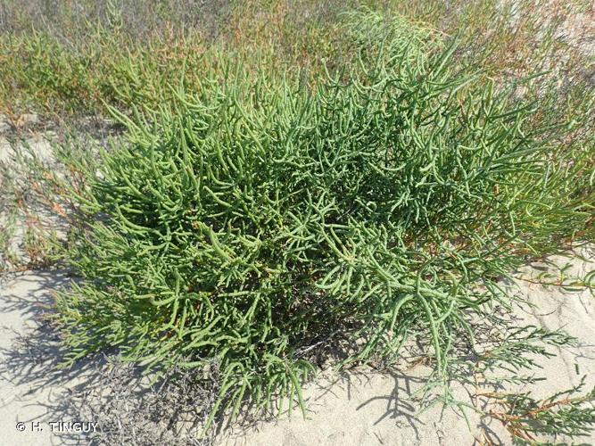 <i>Salicornia perennans</i> Willd., 1797 © H. TINGUY