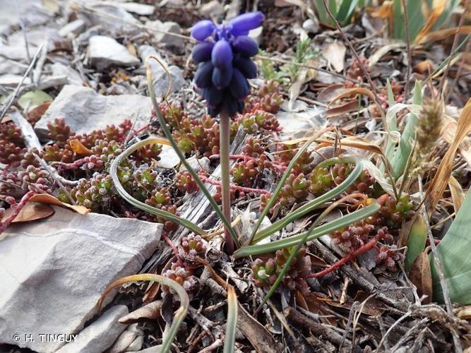 <i>Muscari baeticum</i> Blanca, Ruíz Rejón & Suár.-Sant., 2007 © H. TINGUY