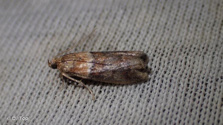 <i>Acrobasis repandana</i> (Fabricius, 1798) © D. Top