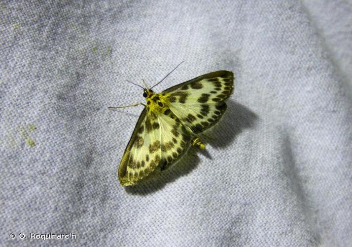 <i>Anania hortulata</i> (Linnaeus, 1758) © O. Roquinarc'h