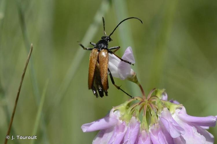 <i>Etorofus pubescens</i> (Fabricius, 1787) © J. Touroult