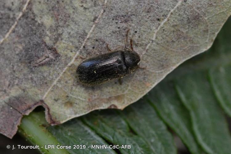 <i>Hyperisus plumbeum</i> (Illiger, 1801) © J. Touroult - LPR Corse 2019 - MNHN-CdC-AFB