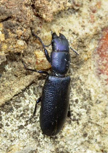 <i>Temnoscheila caerulea</i> (Olivier, 1790) © J. Touroult