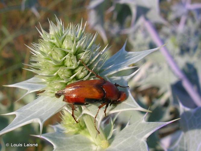 <i>Macrosiagon bimaculata</i> (Fabricius, 1787) © Louis Laisné